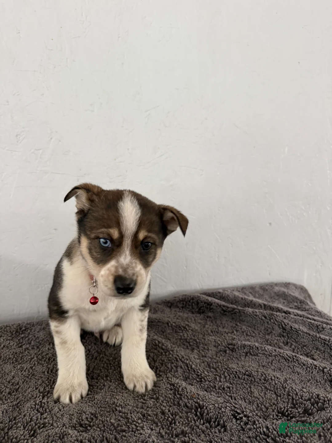 Mixed Breed dogs for sale: Ambre’ - Ad 2