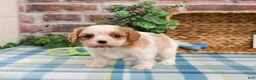 Cavalier King Charles Spaniel dogs for sale: Kahlil  - Ad 2
