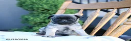 Pug dogs for sale: Lake  - Ad 1