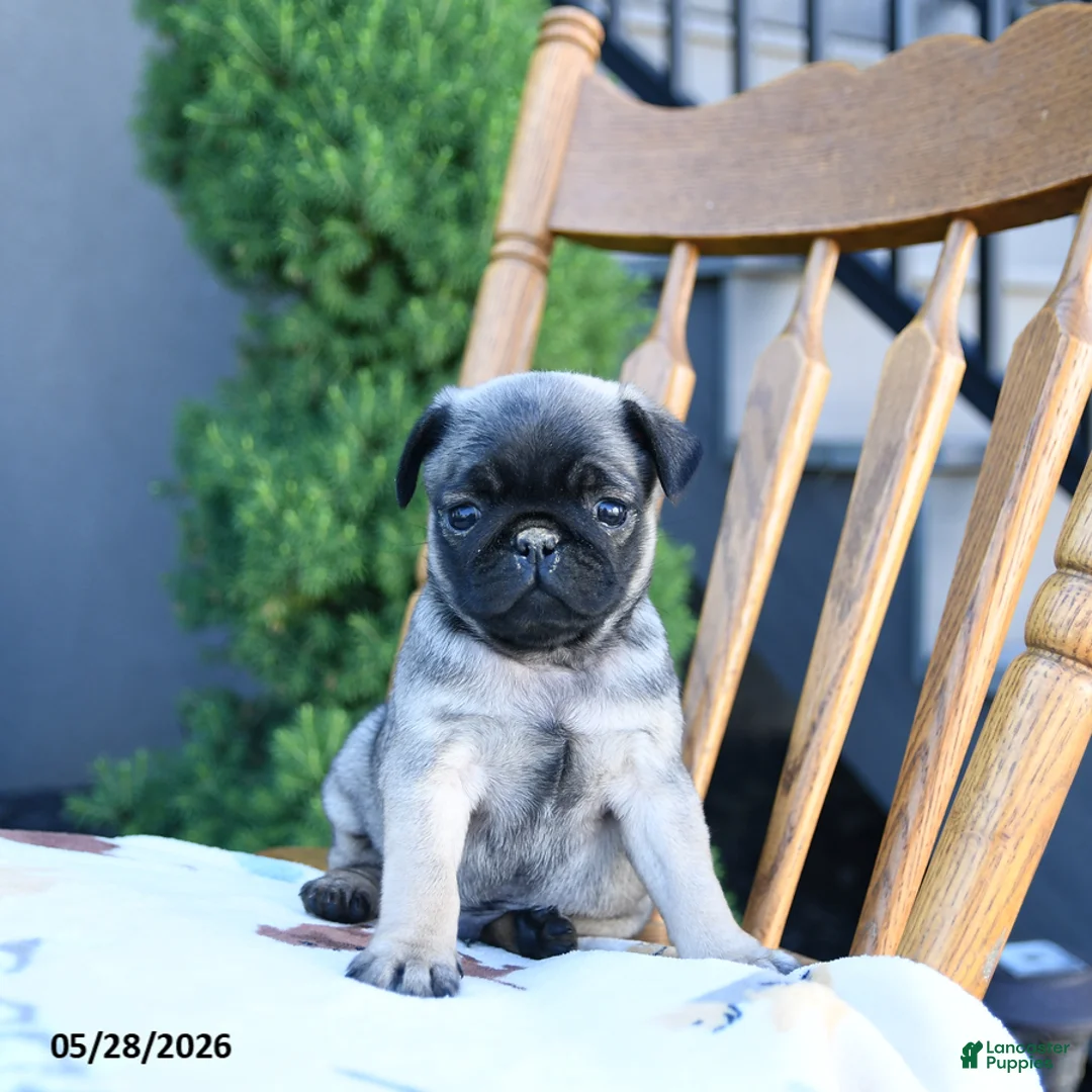 Pug dogs for sale: Lake  - Ad 1