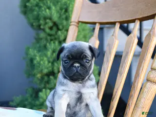 Pug dogs for sale: Lake - Ad 2