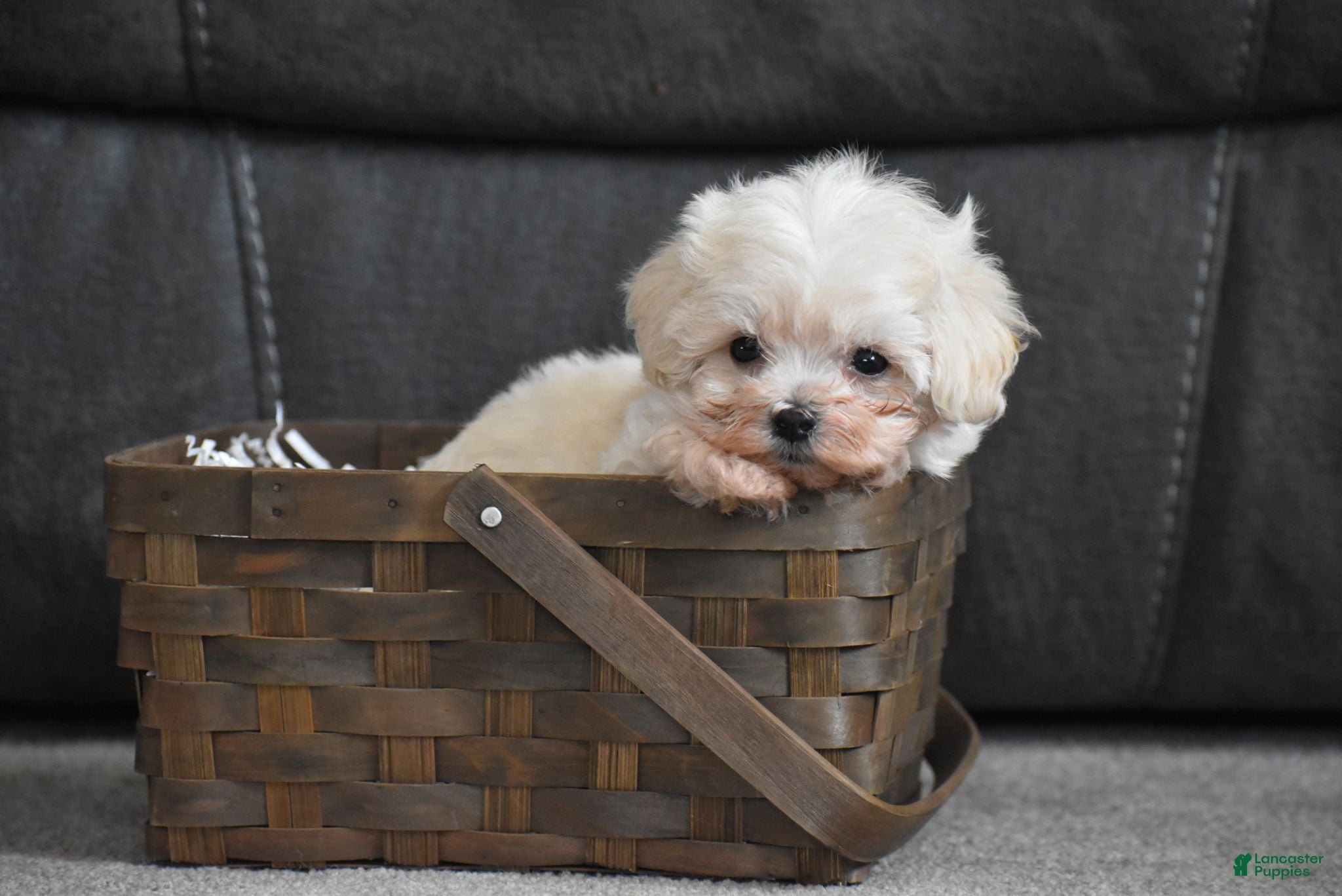 Maltipoo dogs Archie - Ad 1