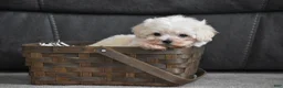 Maltipoo dogs for sale: Archie - Ad 1