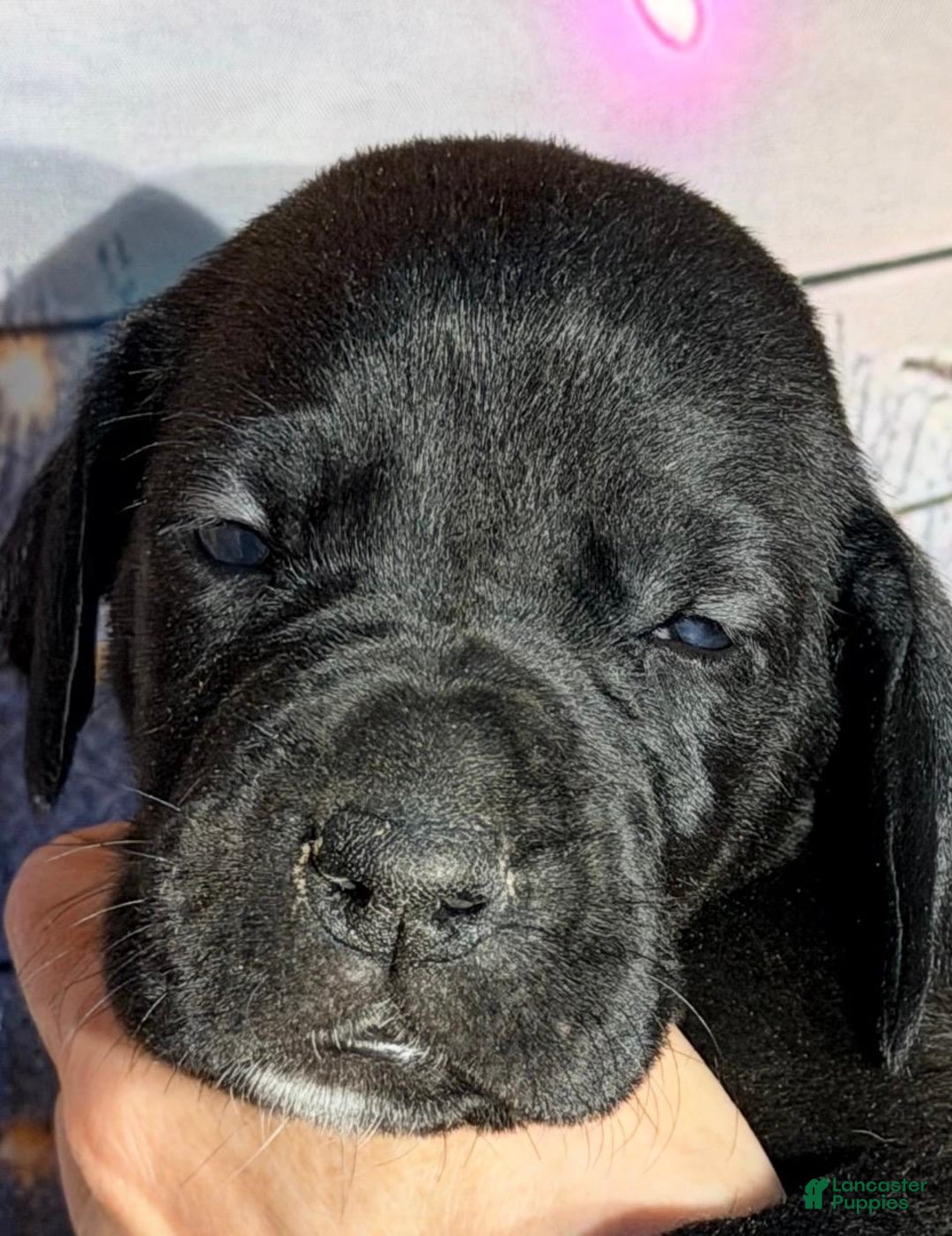 Great Dane dogs for sale: Tiffany - Black - Ad 1