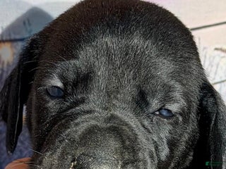 Great Dane dogs Tiffany - Black - Ad 15