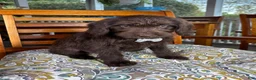 Labradoodle dogs for sale: Oscar - Ad 6