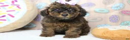 Cavapoo dogs for sale: Ella - Ad 8