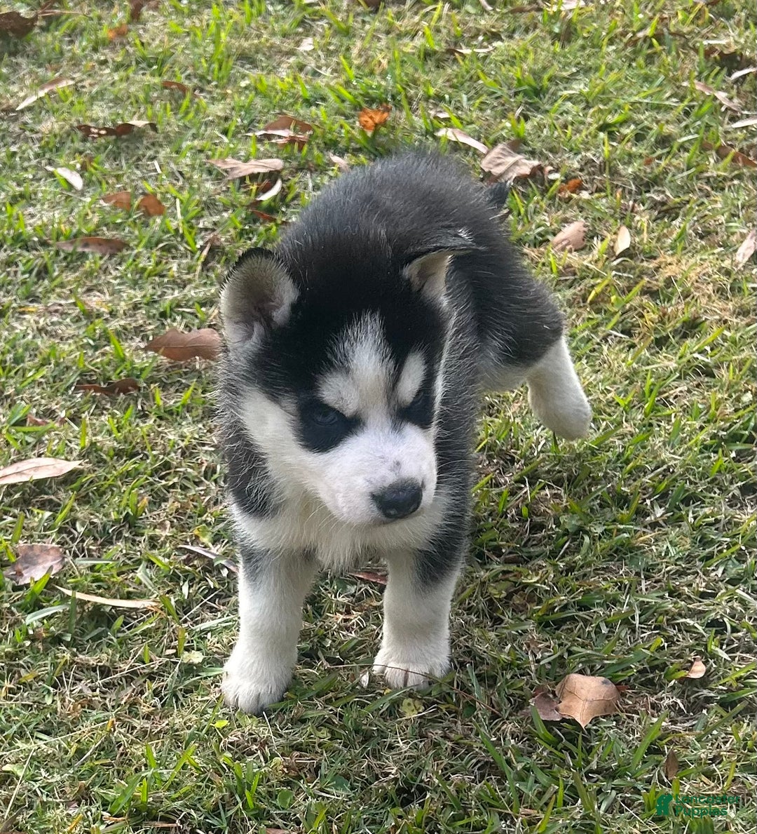 Siberian Husky dogs for sale: Radison - Ad 2