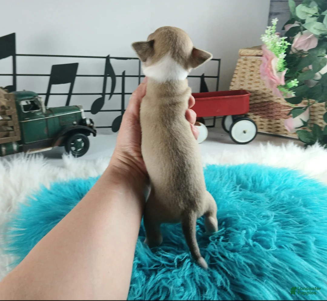 Chihuahua dogs for sale: Cece's Fawn/white boy, NATIONWIDE DELIVERY  - Ad 2