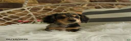 Dachshund dogs for sale: Juliet - Ad 3