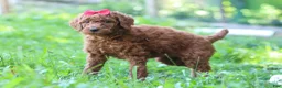 Standard Poodle dogs for sale: Bella AKC - Ad 2
