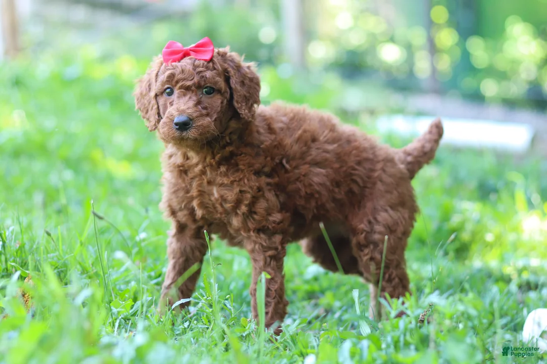 Standard Poodle dogs for sale: Bella AKC - Ad 2