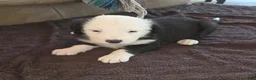 Sheepadoodle dogs for sale: Carol  - Ad 3