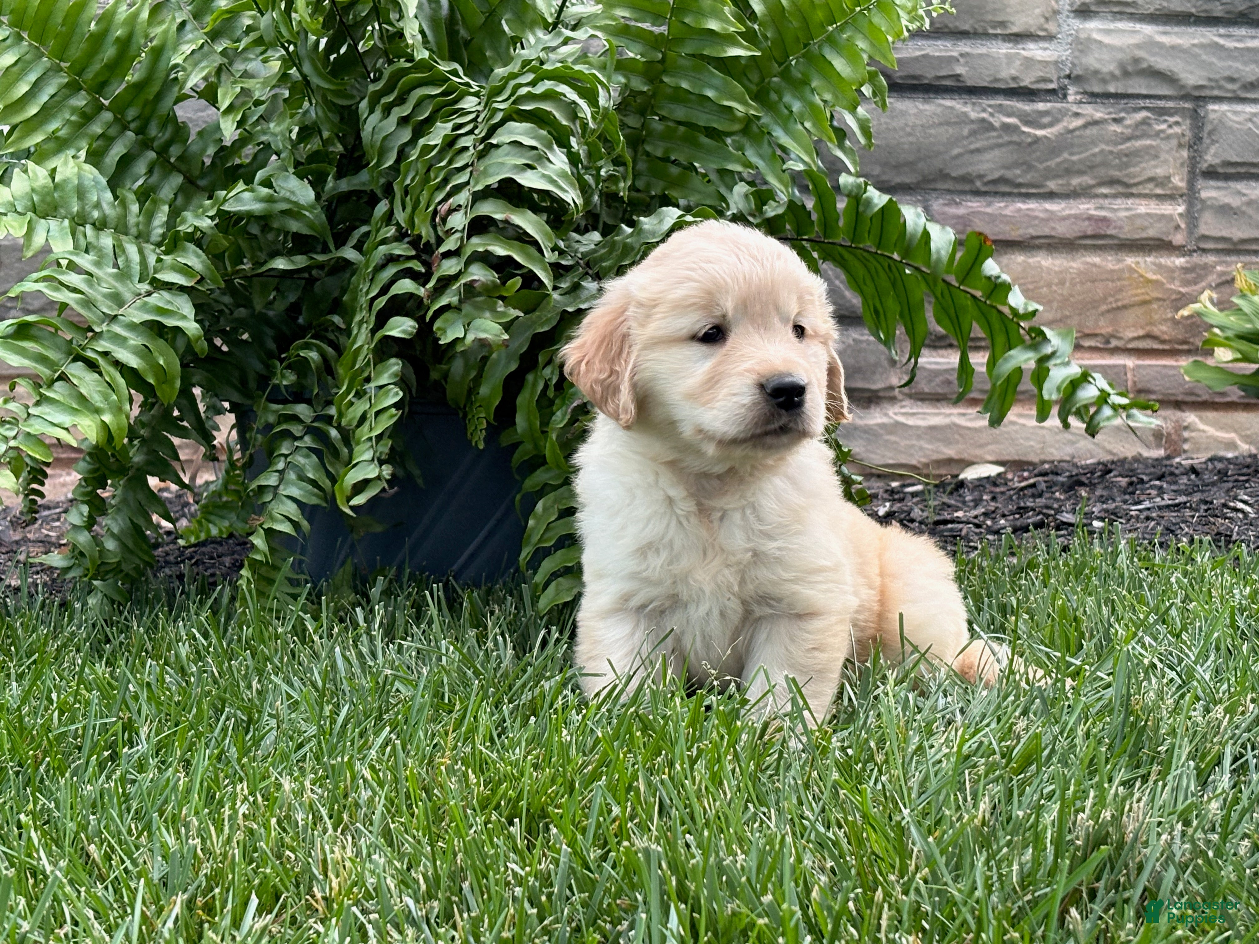 Golden Retriever dogs Daisy - Ad 1