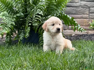 Golden Retriever dogs for sale: Daisy - Ad 3