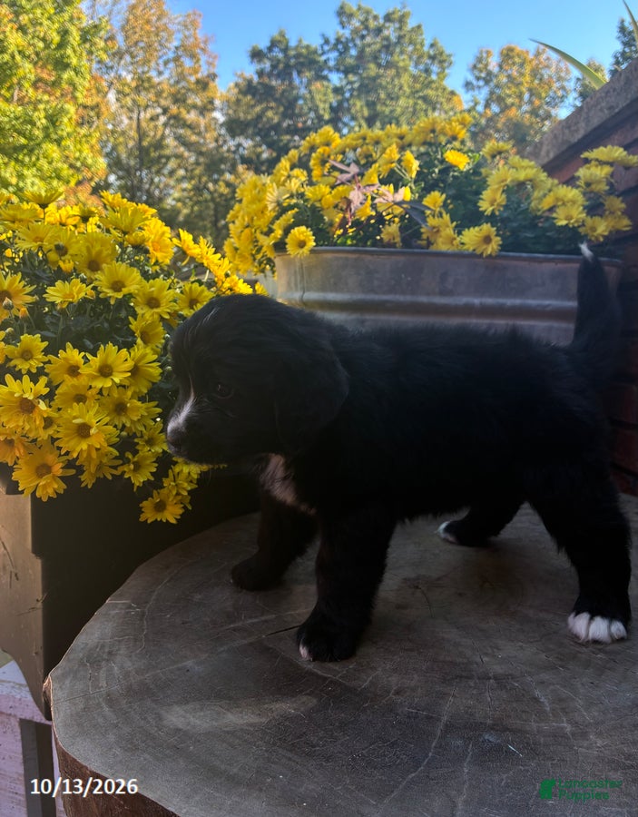 Mini Bernedoodle dogs Sweetie - Ad 2