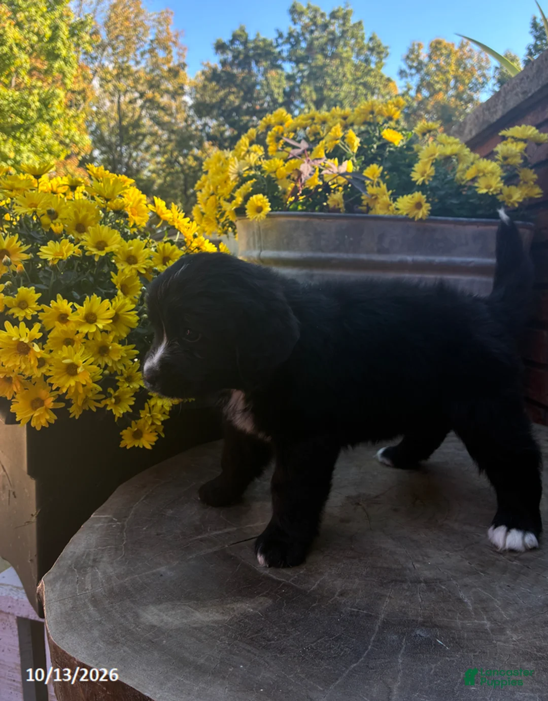 Mini Bernedoodle dogs for sale: Sweetie - Ad 2