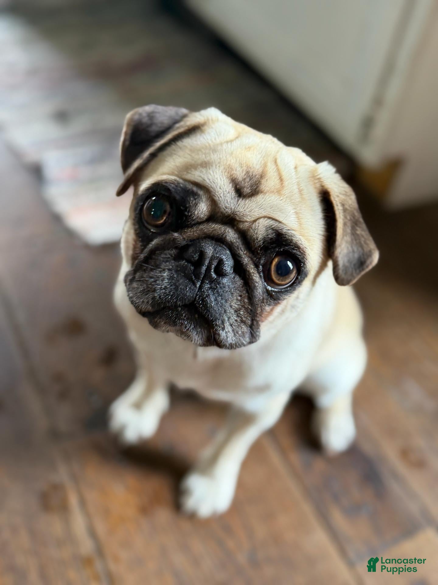 Pug dogs Boy 2 - Ad 2