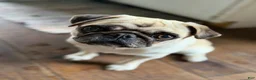 Pug dogs for sale: Boy 1 - Ad 2