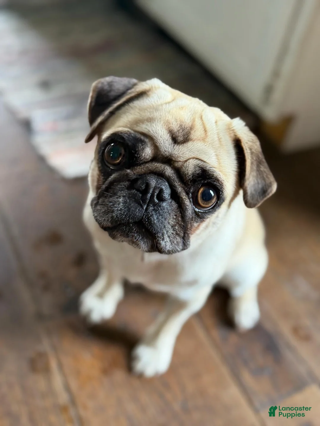 Pug dogs for sale: Boy 1 - Ad 2