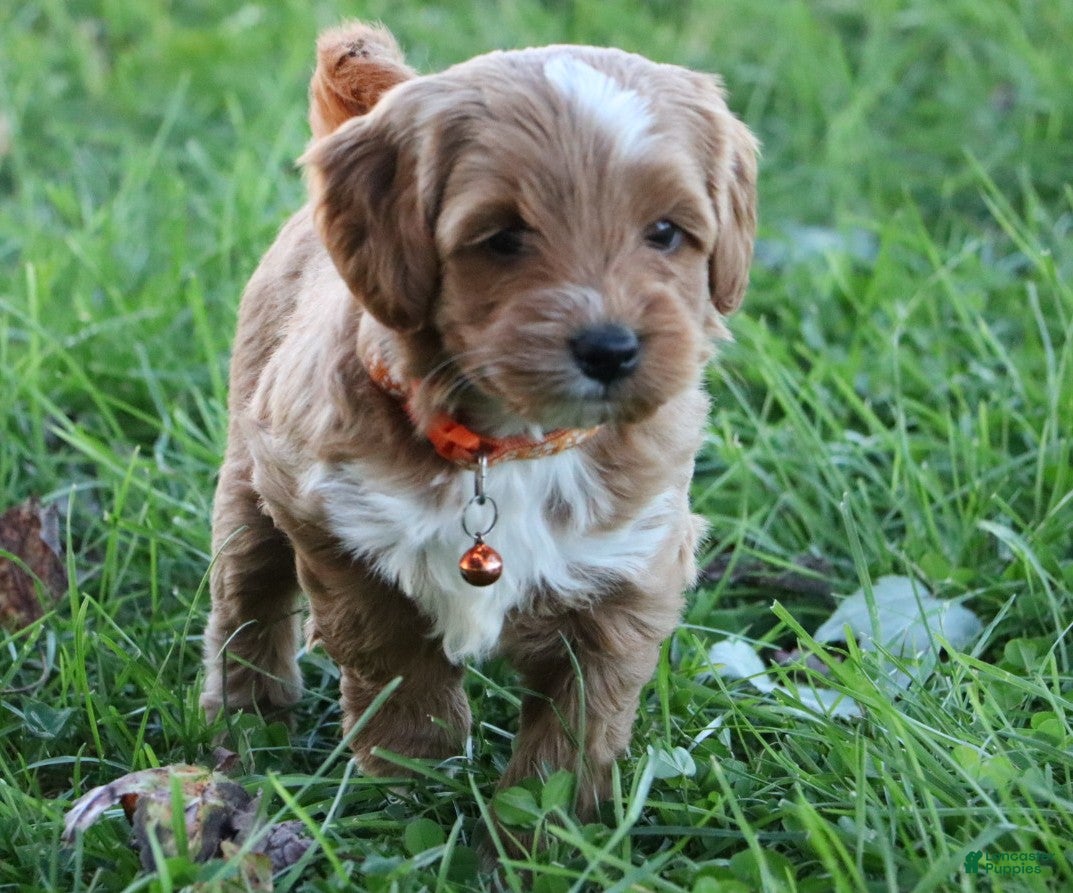 Miniature Labradoodle dogs Buster - Ad 2
