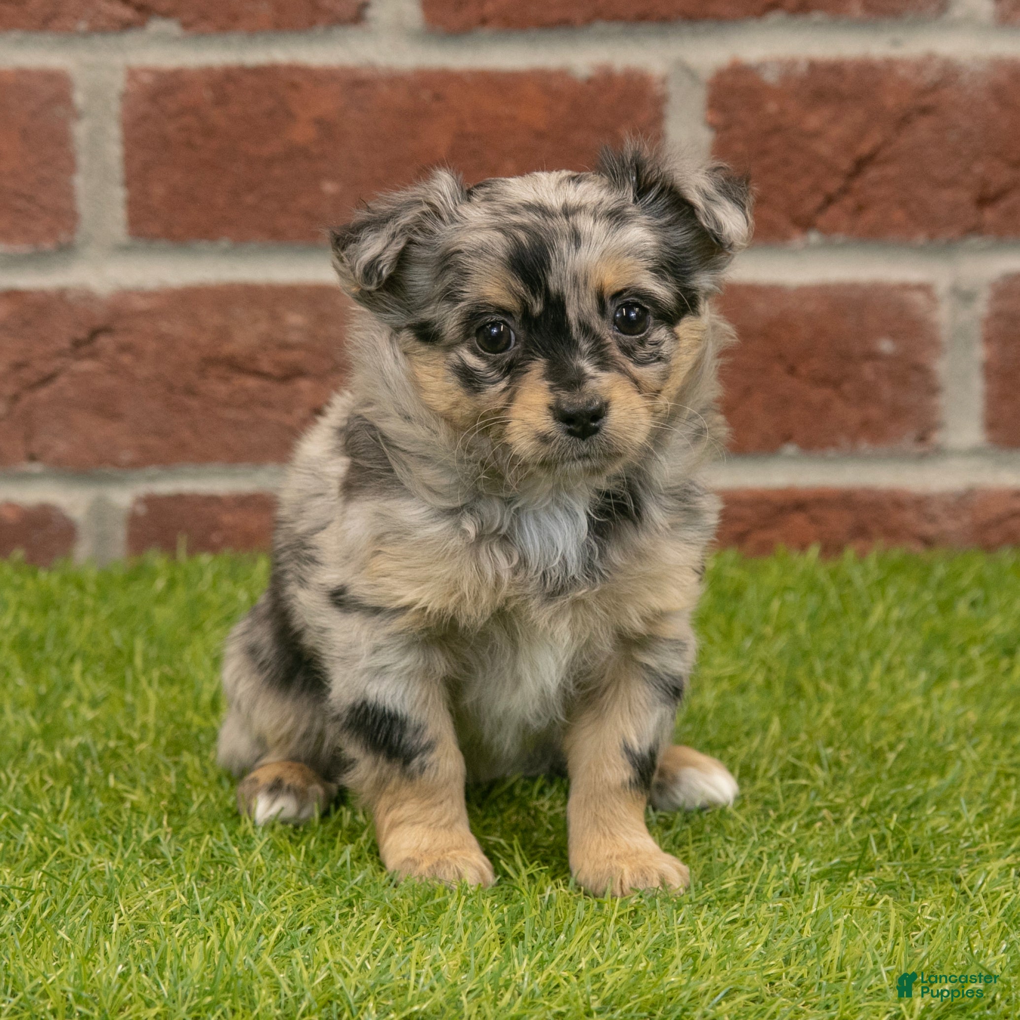 Chihuahua dogs Layla - Ad 2