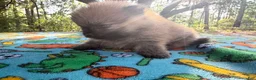 Pomeranian dogs for sale: Duke - Ad 6
