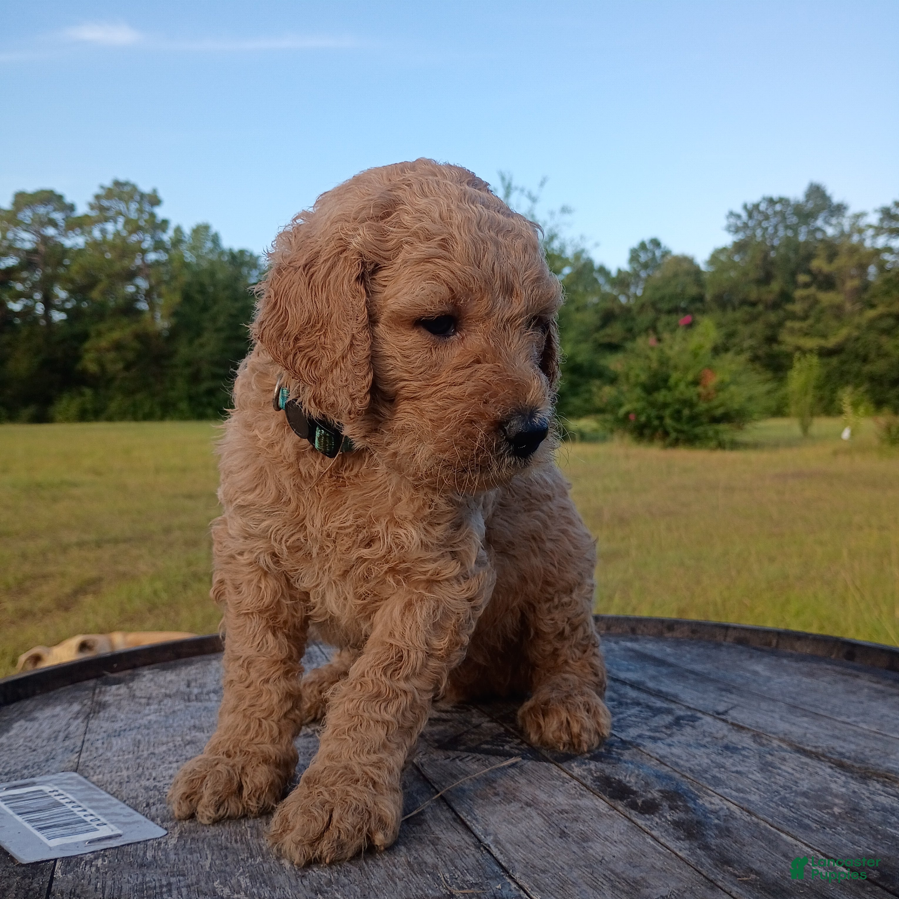 Goldendoodle dogs 🩵 light blue  - Ad 2