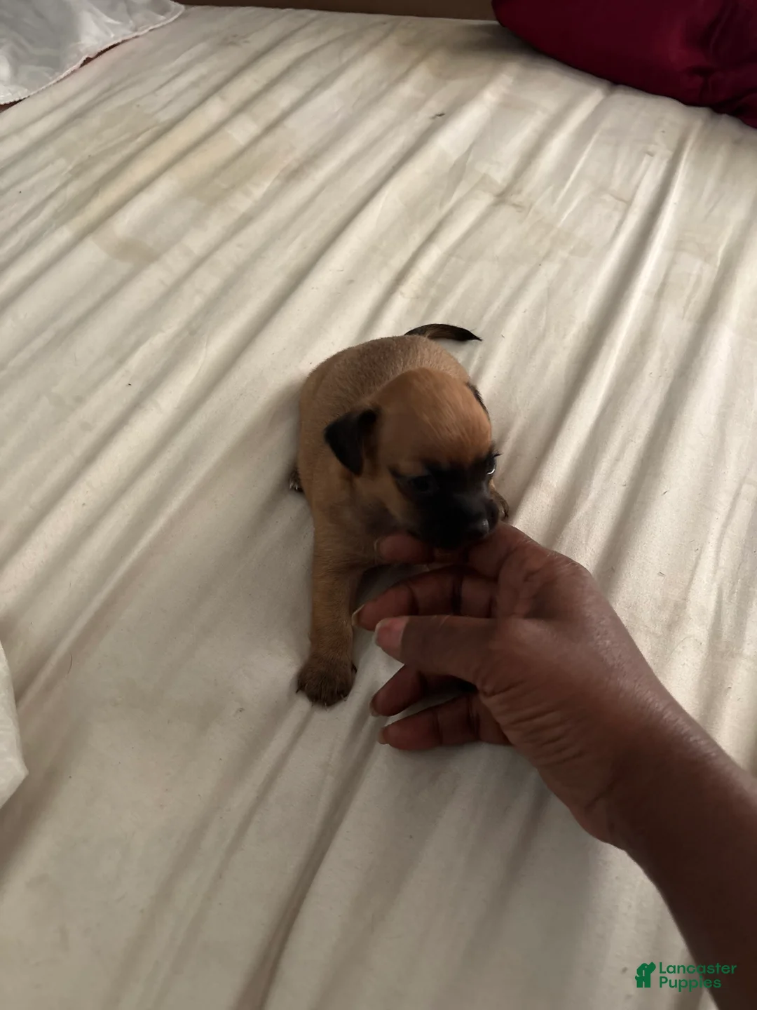 Mixed Breed dogs for sale: Lorraine(Dodo) - Ad 2