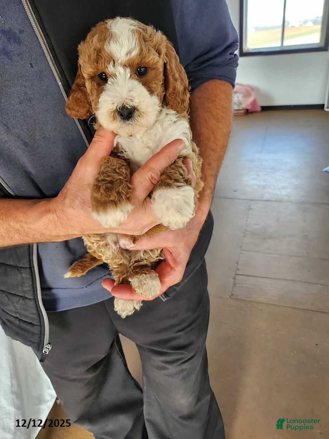 Mini Goldendoodle dogs for sale: Rufus - Ad 3