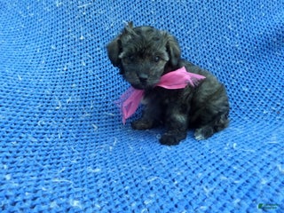 Maltipoo dogs Kora - Ad 32