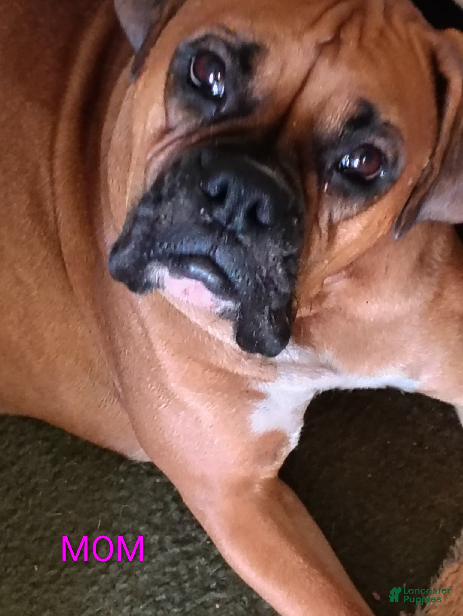 Boxer dogs Buddy - Ad 2