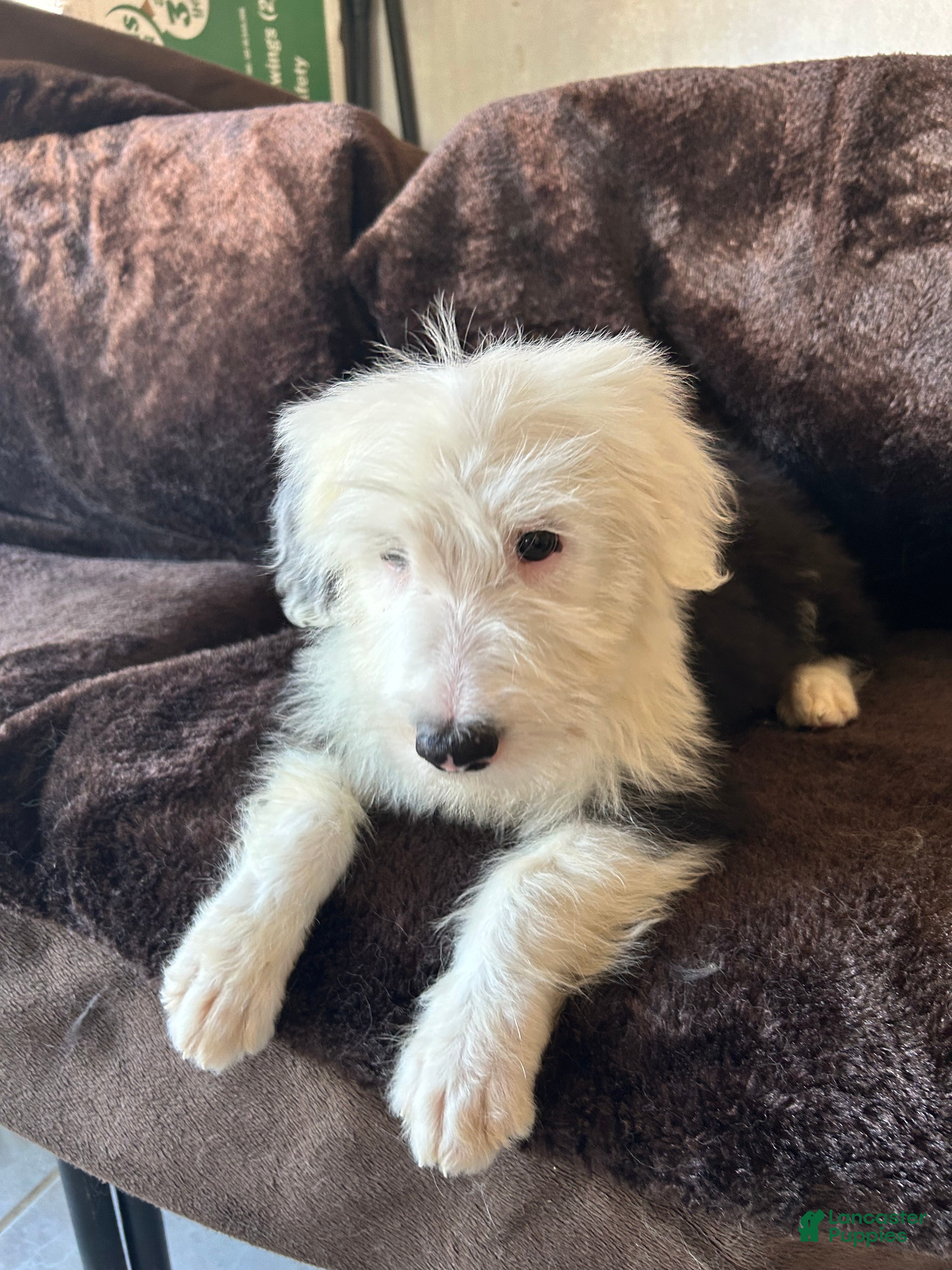 Old English Sheepdog dogs Old English Sheepdog 1 - Ad 7