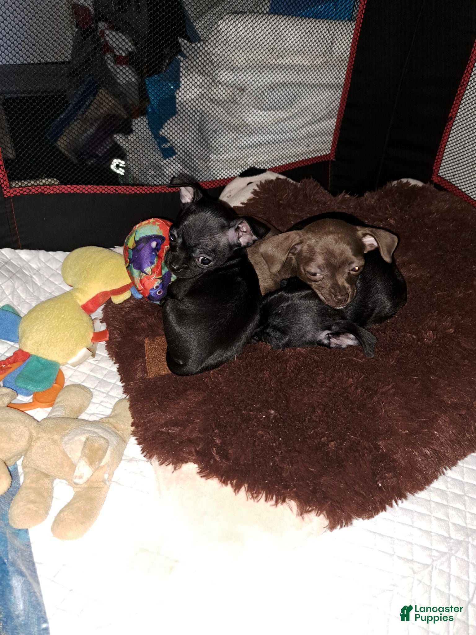 Chihuahua dogs Chocolate and white female  - Ad 2