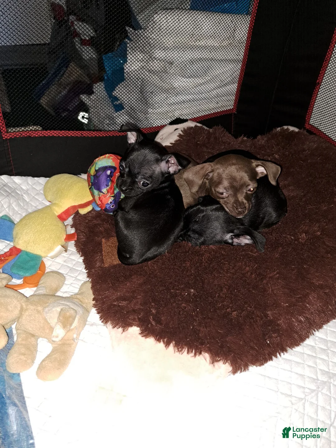 Chihuahua dogs for sale: Chocolate and white female  - Ad 2