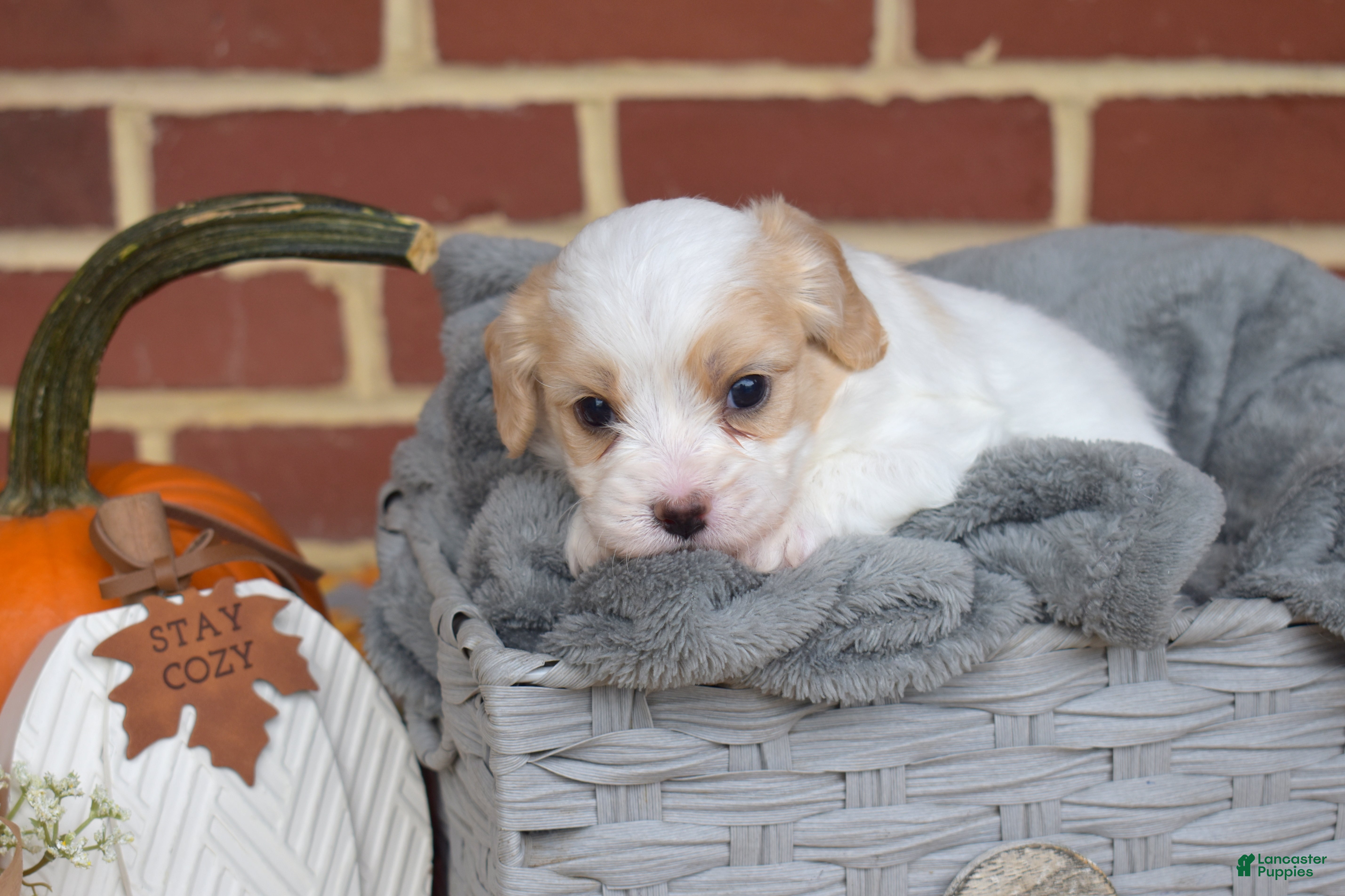 Cavachon dogs Pip - Ad 2
