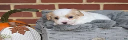 Cavachon dogs for sale: Pip - Ad 2