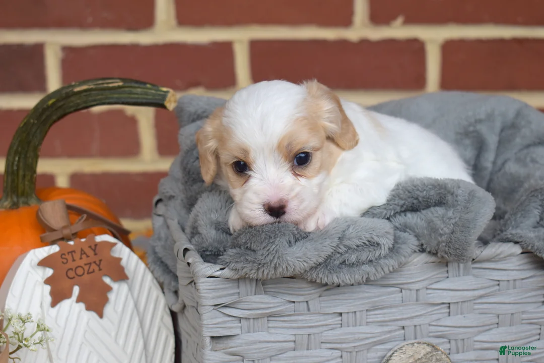 Cavachon dogs for sale: Pip - Ad 2