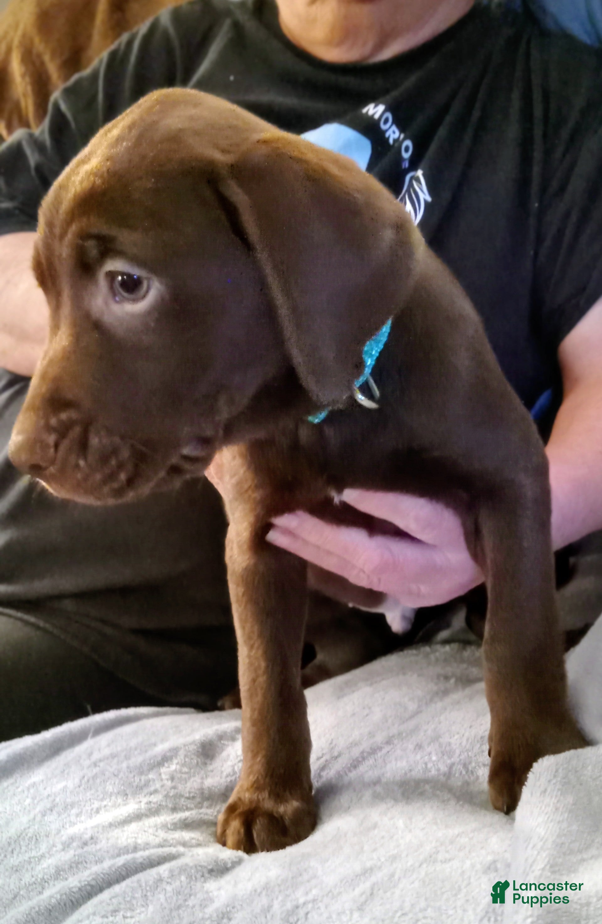 Mixed Breed dogs Mixed Breed Puppy 2 - Ad 34