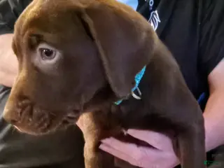 Mixed Breed dogs Mixed Breed Puppy 2 - Ad 34