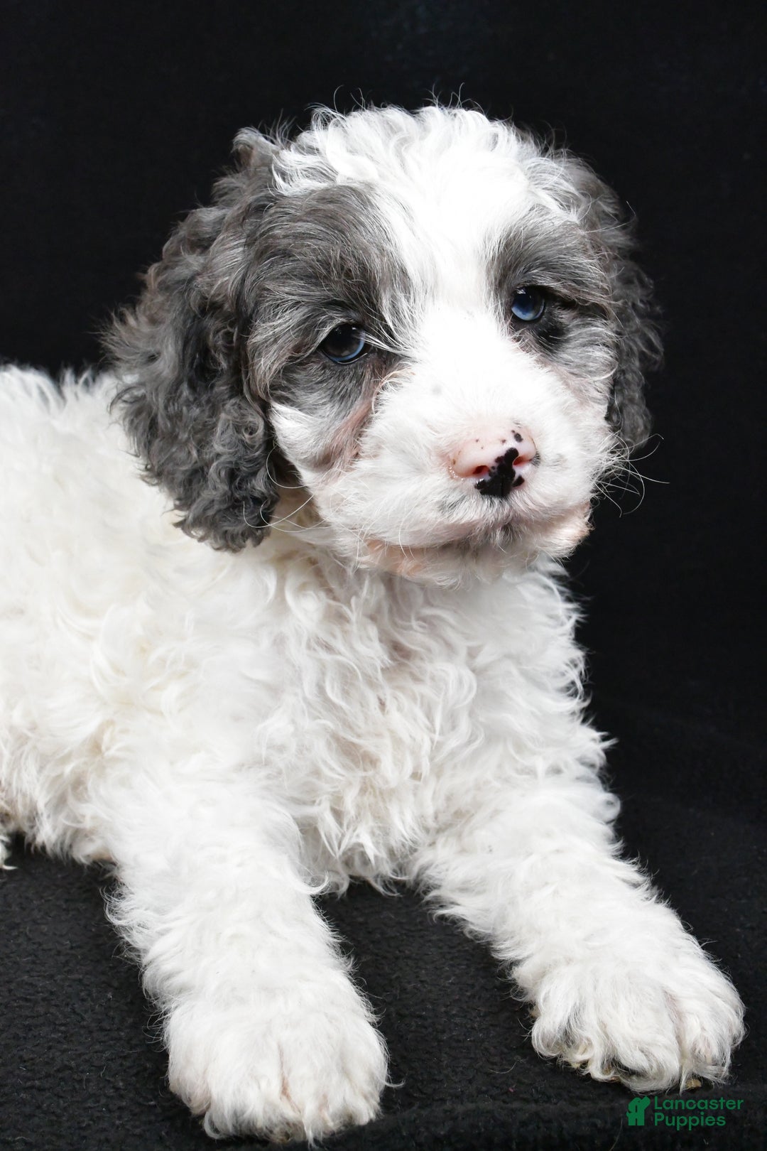 Cockapoo dogs for sale: Rowen - Ad 8