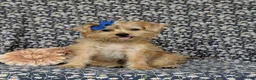 Shorkie dogs for sale: Mia Hypoallergenic - Ad 2