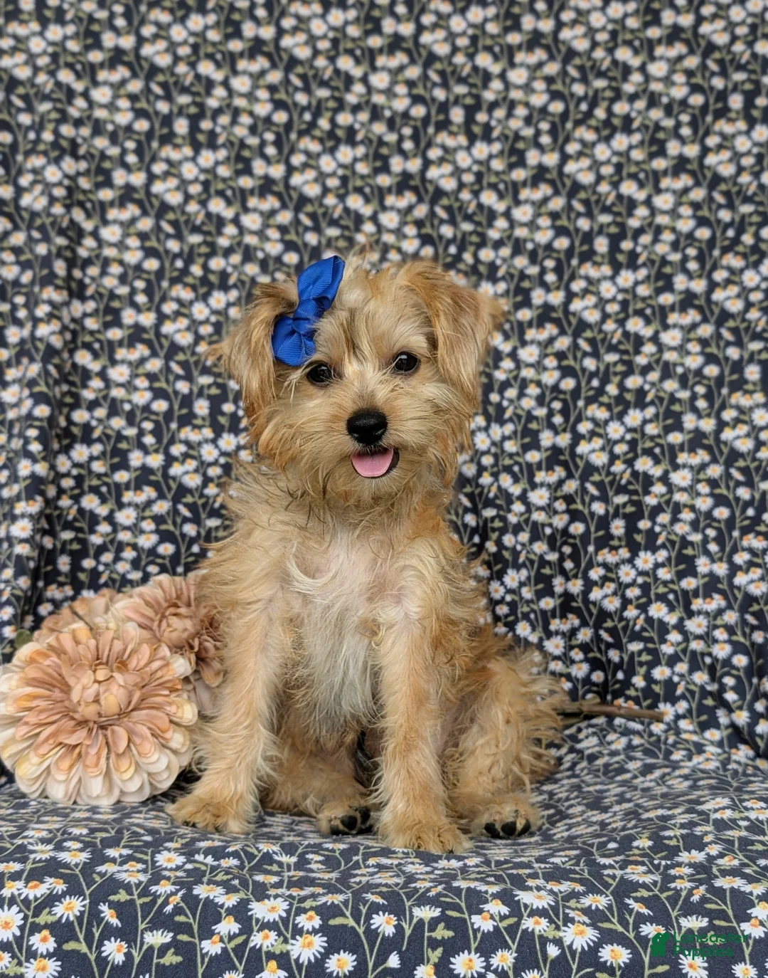 Shorkie dogs for sale: Mia Hypoallergenic - Ad 2
