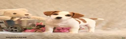 Jack Russell Terrier dogs for sale: Raina - Ad 1