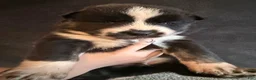 Siberian Husky dogs for sale: Siberian Husky Puppy 3 - Ad 1