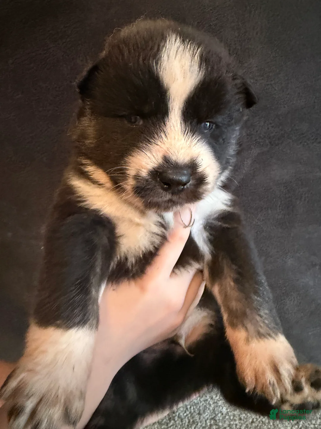 Siberian Husky dogs for sale: Siberian Husky Puppy 3 - Ad 1