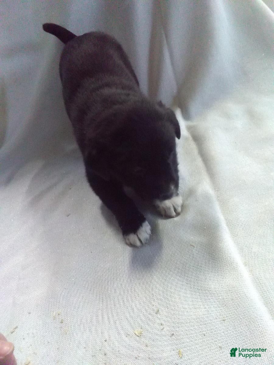 Mixed Breed dogs Mixed Breed Puppy 7 - Ad 24