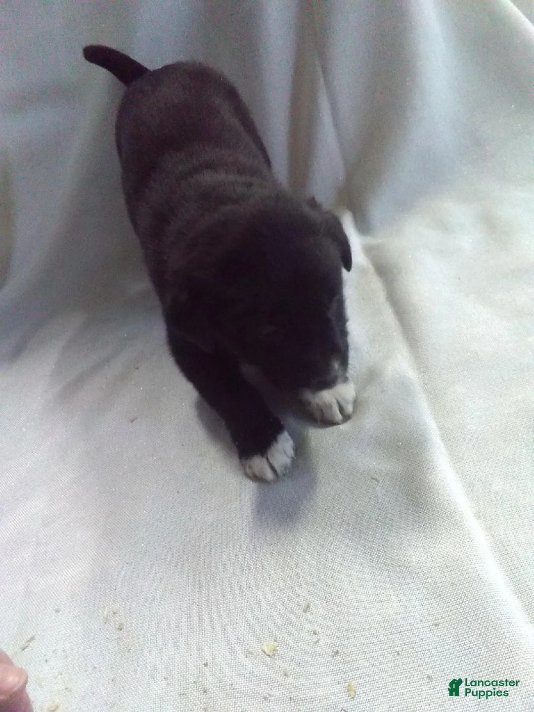 Mixed Breed dogs for sale: Mixed Breed Puppy 7 - Ad 1