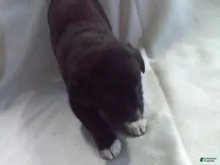 Mixed Breed dogs Mixed Breed Puppy 7 - Ad 35