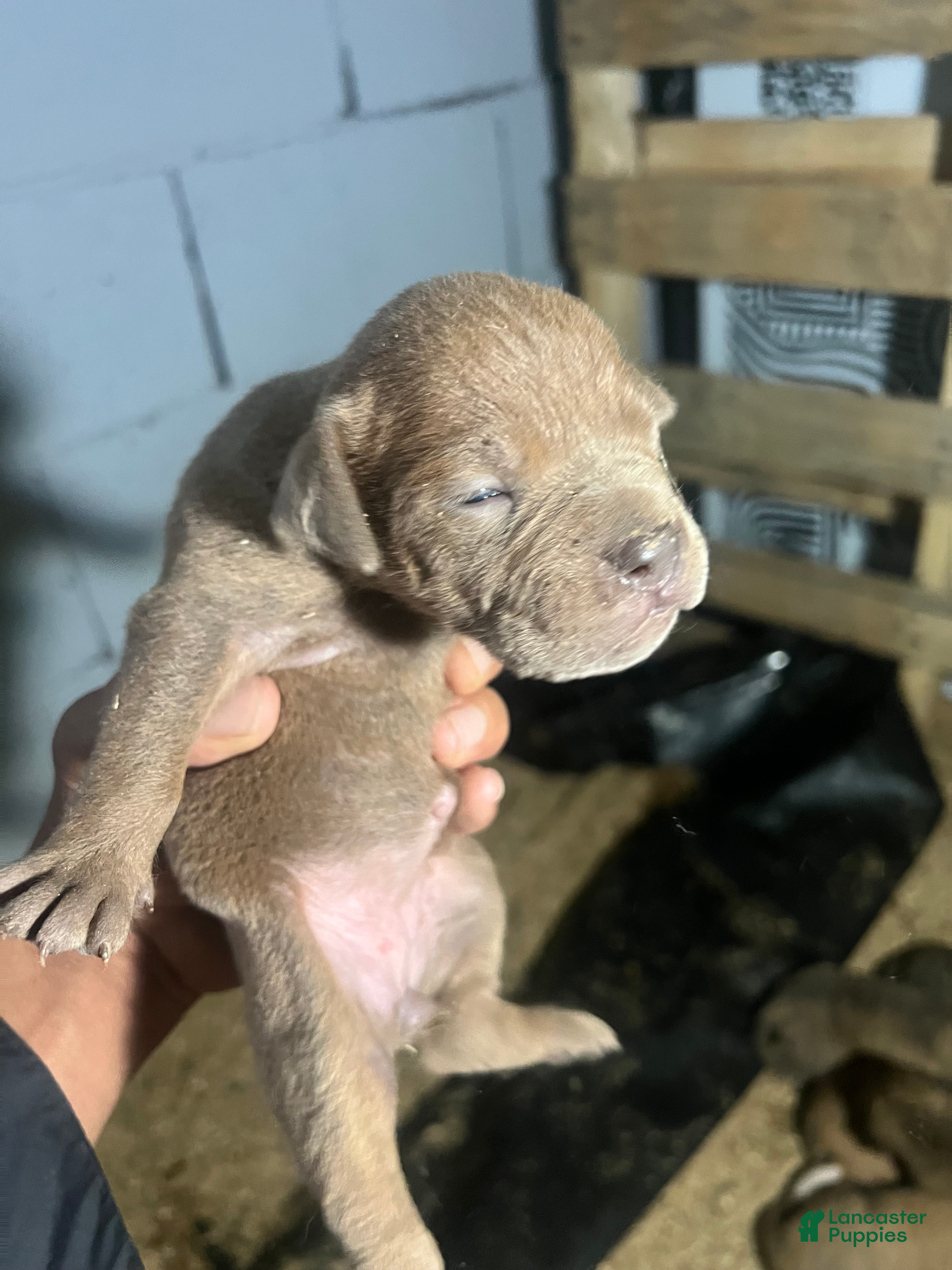 Olde English Bulldogge dogs Red seal female-Available  - Ad 34